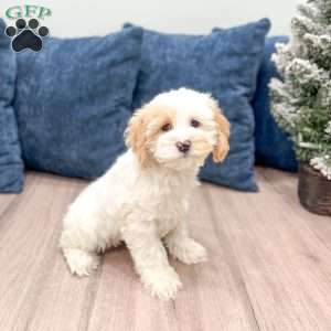 Paige, Cockapoo Puppy