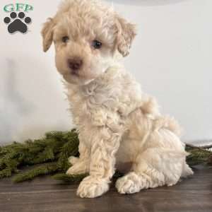 Snowball, Toy Poodle Puppy