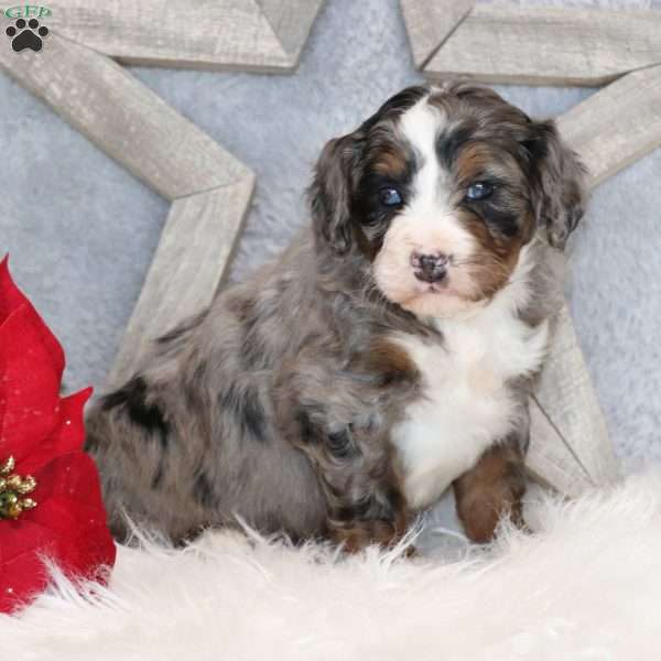 Banjo, Mini Bernedoodle Puppy