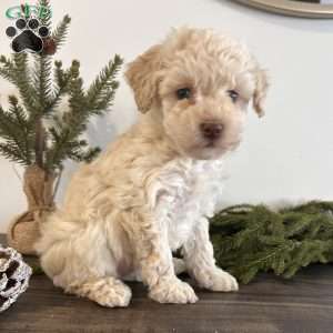 Snowball, Toy Poodle Puppy