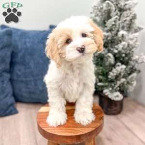 Paige, Cockapoo Puppy