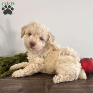 Snowball, Toy Poodle Puppy