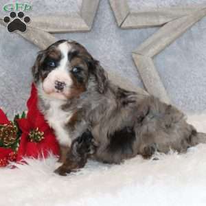 Banjo, Mini Bernedoodle Puppy