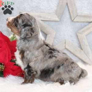 Banjo, Mini Bernedoodle Puppy