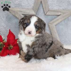 Archie, Mini Bernedoodle Puppy