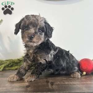 Holly, Toy Poodle Puppy