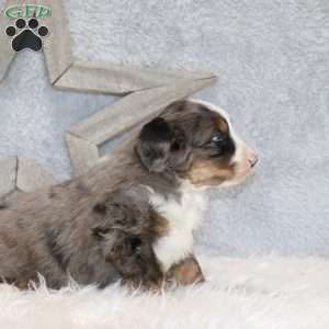 Archie, Mini Bernedoodle Puppy