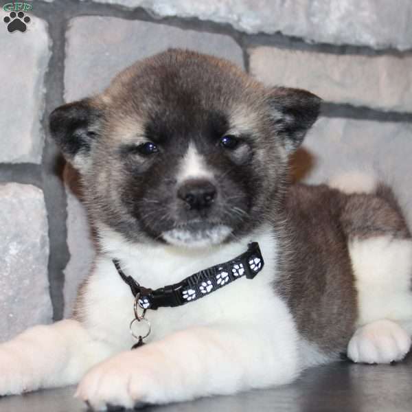 Scooby, Akita Puppy