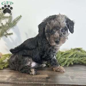 Holly, Toy Poodle Puppy