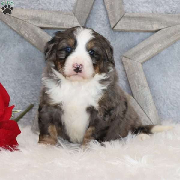 Archie, Mini Bernedoodle Puppy