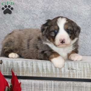 Archie, Mini Bernedoodle Puppy