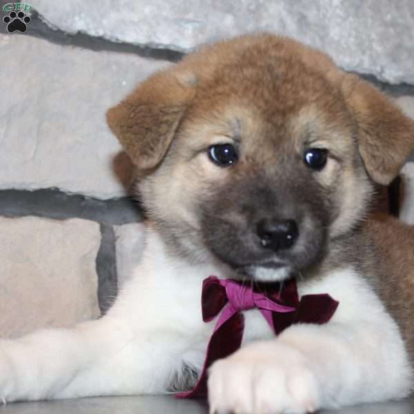 Lucy, Akita Puppy
