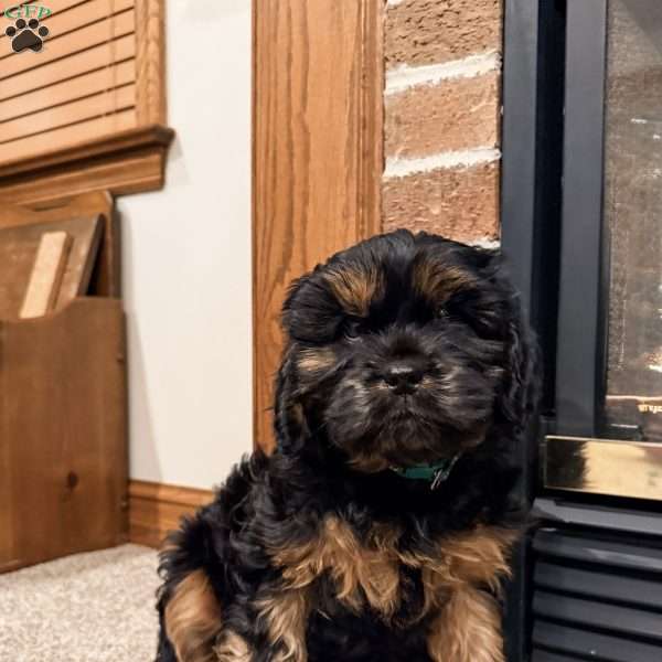Theo, Cavapoo Puppy