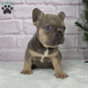 Mitchell, French Bulldog Puppy