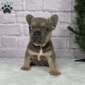 Mitchell, French Bulldog Puppy