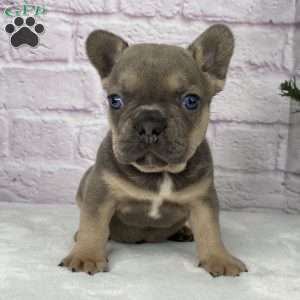 Mitchell, French Bulldog Puppy