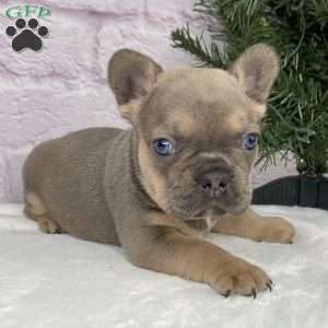 Mitchell, French Bulldog Puppy