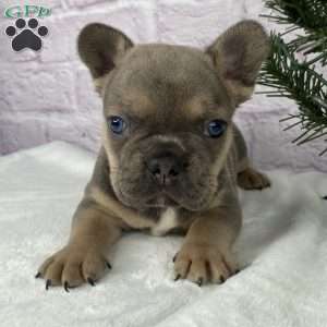 Mitchell, French Bulldog Puppy