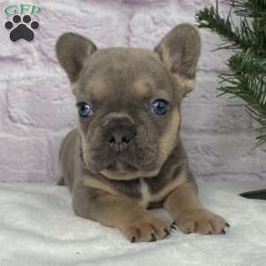 Mitchell, French Bulldog Puppy
