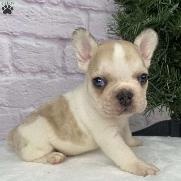 Rambo, French Bulldog Puppy