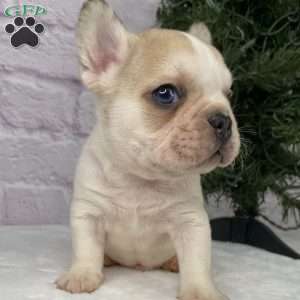 Rambo, French Bulldog Puppy