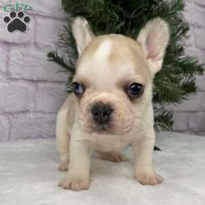Rambo, French Bulldog Puppy