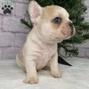 Rambo, French Bulldog Puppy