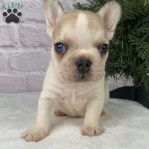 Rambo, French Bulldog Puppy
