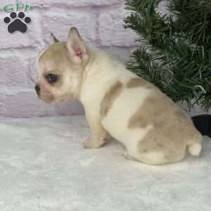 Rambo, French Bulldog Puppy