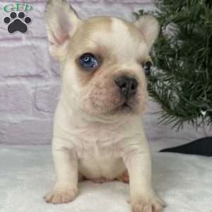 Rambo, French Bulldog Puppy