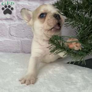 Rambo, French Bulldog Puppy