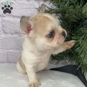 Rambo, French Bulldog Puppy