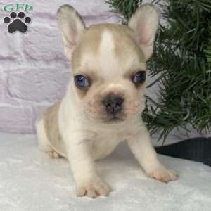 Rambo, French Bulldog Puppy