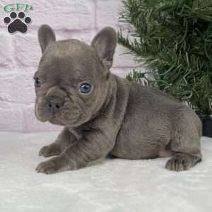 Paisley, French Bulldog Puppy