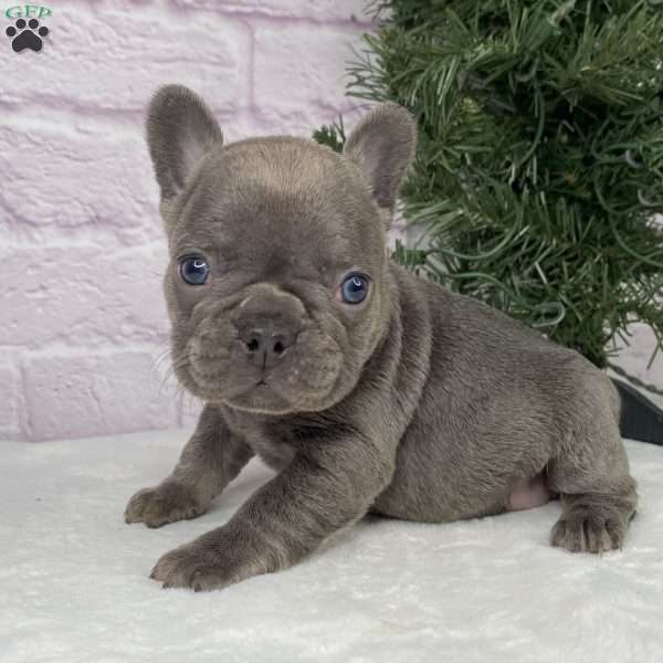 Paisley, French Bulldog Puppy