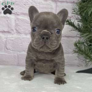 Paisley, French Bulldog Puppy