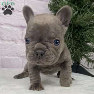 Paisley, French Bulldog Puppy