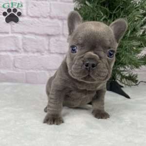 Paisley, French Bulldog Puppy
