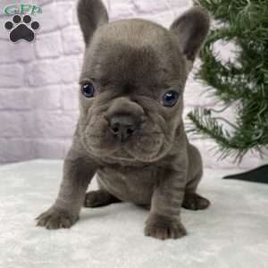 Paisley, French Bulldog Puppy