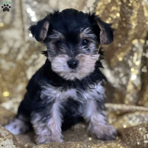 Travis, Yorkie Poo Puppy