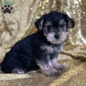 Travis, Yorkie Poo Puppy