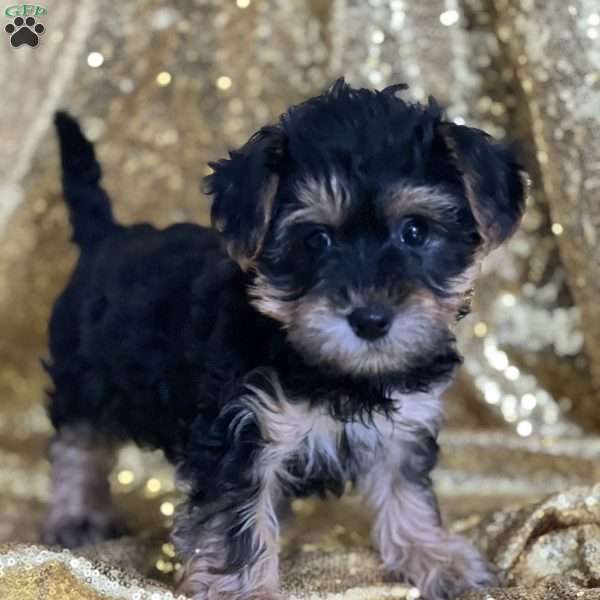 Toby, Yorkie Poo Puppy