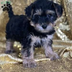 Tucker, Yorkie Poo Puppy