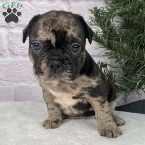 Micky, French Bulldog Puppy