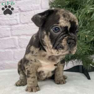 Micky, French Bulldog Puppy