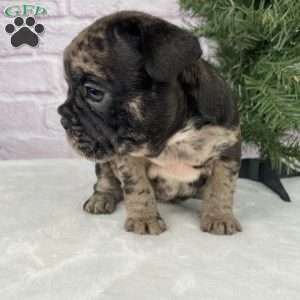 Micky, French Bulldog Puppy