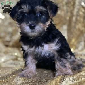Toby, Yorkie Poo Puppy
