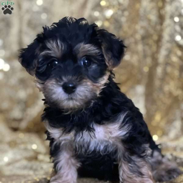 Tucker, Yorkie Poo Puppy