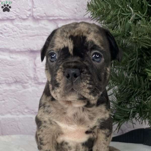 Micky, French Bulldog Puppy