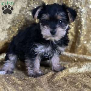 Thiago, Yorkie Poo Puppy